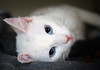 Cats : 